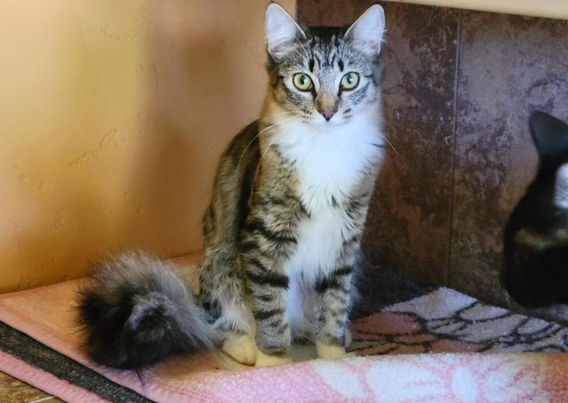 Carousel Slide 3: Feline Only Veterinarians