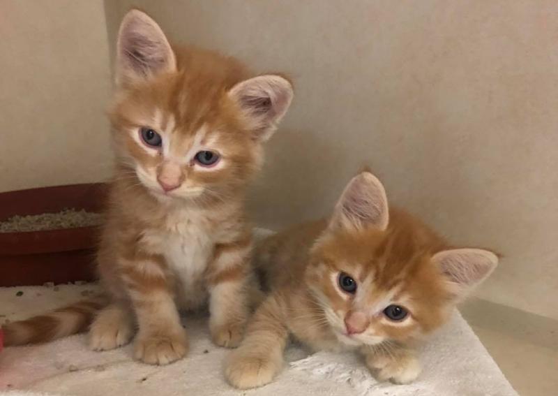 Carousel Slide 5: Meet our Veterinary Care Team