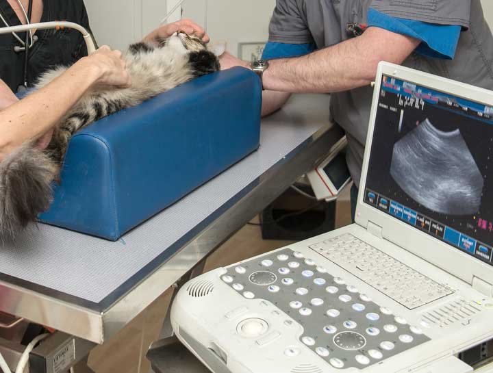Pet Ultrasound